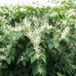 knotweed